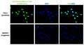 Immunofluorescent staining of HeLa and NIH3T3 cells using PhosphoSolutions anti-Nuclei (human specific) mouse monoclonal antibody [235-1](Cat No. 1590-NUC). The cells were fixed with 3% paraformaldehyde, washed with PBS, and blocked/permeabilized with 5% non-fat milk powder in PBST. The anti-Nuclei antibody (Cat No. 1590-NUC) was incubated with the sample at a dilution of 1:1000 (1 µg/mL) at 4°C overnight. After washing with PBST, the cells were stained using goat anti-mouse Alexa Fluor 488 (green). The cells were mounted with Antibodies Incorporated Fluoroshield with DAPI mounting medium (Cat No. AR-6501). DAPI nuclear stain (blue) shows cell nuclei. The staining revealed a complete overlap between the signal from the mouse anti-Nuclei antibody and DAPI nuclear stain in HeLa cells, with no staining observed in mouse NIH3T3 cells. Magnification 400X.