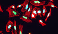 Immunofluorescent staining for detection of nuclei in HeLa cells using PhosphoSolutions anti-Nuclei (human-specific) mouse monoclonal antibody (Cat No. 1590-NUC). The cells were fixed with 3% paraformaldehyde, washed with PBS, and blocked/permeabilized with 5% non-fat milk powder in PBST. The anti-Nuclei antibody (Cat No. 1590-NUC) was incubated with the sample at a dilution of 1:1000 (1 µg/mL) at 4°C overnight. After washing with PBST, the cells were stained using goat anti-mouse Alexa Fluor 488 (green). Actin filaments were stained using Phalloidin (red). The cells were mounted with Antibodies Incorporated Fluoroshield with DAPI mounting medium (Cat No. AR-6501). DAPI nuclear stain (blue) shows cell nuclei. The staining revealed a complete overlap between the signal from the mouse anti-Nuclei antibody and DAPI nuclear stain. Magnification 400X.