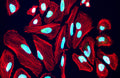 Immunofluorescent staining for detection of nuclei in HeLa cells using PhosphoSolutions anti-Nuclei (human-specific) mouse monoclonal antibody (Cat No. 1590-NUC). The cells were fixed with 3% paraformaldehyde, washed with PBS, and blocked/permeabilized with 5% non-fat milk powder in PBST. The anti-Nuclei antibody (Cat No. 1590-NUC) was incubated with the sample at a dilution of 1:1000 (1 µg/mL) at 4°C overnight. After washing with PBST, the cells were stained using goat anti-mouse Alexa Fluor 488 (green). Actin filaments were stained using Phalloidin (red). The cells were mounted with Antibodies Incorporated Fluoroshield with DAPI mounting medium (Cat No. AR-6501). DAPI nuclear stain (blue) shows cell nuclei. The staining revealed a complete overlap between the signal from the mouse anti-Nuclei antibody and DAPI nuclear stain. Magnification 400X.