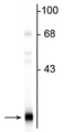 Western blot of rat brain lysate showing the specific immunolabeling of the ~22 kDa PEBP protein. 