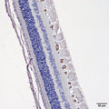 Immunostaining of showing specific immunolabeling of RBPMS. Photo courtesy of Emily Brinker, Auburn University.
