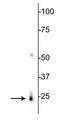 Western blot of rat heart lysate showing specific labeling of the ~24 kDa RBPMS protein.