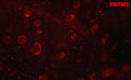 Whole mount whale retina labelled with RBPMS (red) to label RGCs. Image from publication CC-BY-4.0. PMID: 35185483