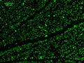 Immunostaining of mouse flat mounted retina showing specific immunolabeling of Anti-RBPMS (Cat. 1832-RBPMS, 1:250). Photo courtesy of the Feldhem Lab at University of California, Santa Cruz.