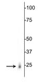Western blot of rat heart lysate showing specific labeling of the ~24 kDa RBPMS protein.