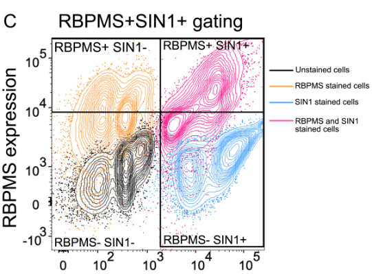  Flow cytometry contour plot showing the gating strategy to select RBPMS+ SIN1+ RGCs. The gates were set based on the fluorescence minus one (FMO) controls, cells that are RBPMSSIN1-,RBPMS+ SIN1-, and RBPMSSIN1+. Image from publication CC-BY-4.0. PMID: 39110798
