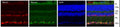 Immunostaining of Rbfox1 (red) , RBPMS (green), and DAPI (blue) in 22-month-old mouse retinas. Image from publication CC-BY-4.0. PMID: 36359797