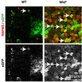 RBPMS staining (Cat. 1832-RBPMS, 1:500; red) and eGFP staining (green in upper panels and grey in lower panels) in post-mortem retinal explants of C57BL/6J