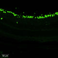 Representative section of mouse retina showing cells stained by anti-RBPMS antibody. The sections were
stained with PhosphoSolutions anti-RBPMS recombinant guinea pig monoclonal antibody (visualized in green) (Cat No. 1834-RBPMS) at 1:1000 dilution. Anti-RBPMS specifically stains the retinal ganglion cells in the mouse retina.​ Image courtesy of Angela Wong, UCLA.