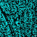 Mouse retina fixed in 4% paraformaldehyde for 30 minutes and stained with a 1:1000 dilution of 1834-RBPMS. Image courtesy of Andrea Wellington, University of Arizona. 