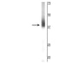 Western blot of rat retina showing specific labeling of the ~39 kDa rhodopsin protein.