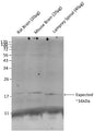 Western blot showing specific immunolabeling of Synaptobrevin (VAMP, cat. 1933-SYB, 1:1000) in mouse brain, rat brain, and lamprey spinal cord. Image kindly provided by Karina Vargas, University of Pittsburgh.