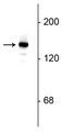 Western blot of rat hippocampal lysate showing specific immunolabeling of the ~145 kDa synaptojanin I protein.