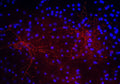 Immunostaining of 40DIV cultured rat cortical neurons showing punctate labeling of synaptophysin (Cat. 1950-SNT2, red, 1:100). The blue is staining nuclear DNA. Cells and photo courtesy of QBMCellScience.