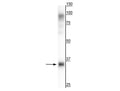 Western blot of rat liver showing specific immunolabeling of the ~35 kDa TGN38/46 protein. Also present is the glycosylated TGN 38/46 protein at ~97 kDa.