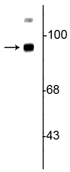 Western blot of rat synaptic plasma membrane (SPM) lysate showing the specific immunolabeling of the ~93 kDa TrkB protein. 