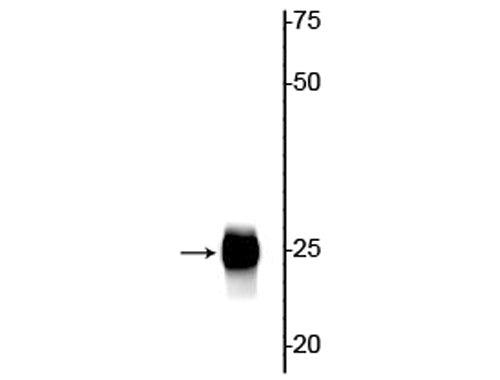 Western blot of 20 ug of mouse heart lysate showing specific immunolabeling of the ~25 kDa cardiac troponin I protein.