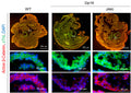 Examination of cardiac troponin I (cTnI) (Cat. 2010-TNI, green) and active β-Catenin (red) levels in embryos at E9.5 by immunofluorescence (IF) analysis. Pregnant mice were treated daily with