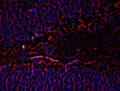 Immunostaining of mouse dentate gyrus showing beta III tubulin (red, 1:1000). The blue is staining nuclei. Photo courtesy of Robert Wine. 