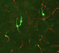 Immunostaining of E17 rat midbrain mixed neuronal cultures showing TH positive neurons (Cat. 2025-THRAB, green, 1:500) and MAP2 (Cat. 1100-MAP2, red, 1:2000). Before labeling, cells were fixed with 4% PFA in PBS and permeabilized for 1 hour 0.3 % Triton