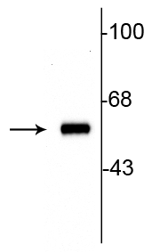 Western blot of 10ug of rat striatal lysate showing specific immunolabeling of the ~60 kDa tyrosine hydroxylase protein.