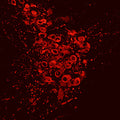 Immunostaining of free-floating sections of mouse locus ceruleus (brainstem) labeling tyrosine hydroxylase (Cat. 2027-THSHP, red, 1:2000) The mouse was transcardially perfused with 20 mL of PBS containing 0.1% procaine and 100 U/mL heparin followed