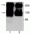 Western blot of 10 µg of HEK 293 cells expressing: 1) mGluR5 and 2) mGluR1a showing the specific immunolabeling of the ~125 kDa monomer and the ~250 kDa dimers of both mGluR1a (2) and mGluR5 (1). 