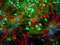 Immunostaining of mixed neuron/glial cultures stained with anti-UCHL1 antibody (Cat. 2061-UCHL1, green, 1:500) and rabbit anti-GFAP antibody (Cat. 620-GFAP , red, 1:1000). The blue stains nuclear DNA. The anti-UCHL1 stains strongly the cell body and dendrites of neurons, while