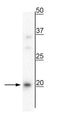 Western blot of mouse whole brain lysate showing specific immunolabeling of the ~20 kDa uncleaved pre-pro vasopressin protein.