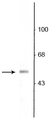 Western blot of rat olfactory bulb lysate showing specific immunolabeling of the ~53 kDa VGAT protein. 