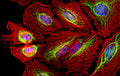 Immunostaining of HeLa cells labelled with anti-vimentin antibody (Cat. 2105-VIM, 1:10,000, green), anti-actin (red), and DAPI (blue) labelling of nuclear DNA. The vimentin antibody labels the intermediate filament network while