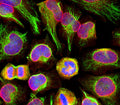 Immunolabeling of HeLa cells stained with anti-nuclear pore complex antibody (Cat. 1515-NPC, red, 1:100) and rabbit anti-vimentin antibody (Cat. 2105-VIM, green, 1:10,000). The blue is DAPI staining nuclear DNA. The anti-nuclear pore complex antibody reveals strong granular labeling of the