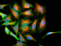 Immunoflourescence of HeLa cells stained with Anti-Park7 (Cat. 1597-PARK, green, 1:1000) showing strong cytoplasmic staining and Anti-Vimentin (Cat. 2105-VIM, red, 1:10,000) labeling cytoplasmic intermediate filaments. The blue is nuclear staining.