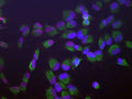 Immunofluorescence of HeLa cells showing strong granular nuclear staining of SAP49 (red, 1:1000) and vimentin (Cat. 2105-VIM, green, 1:10,000). The blue is DAPI staining nuclear DNA.