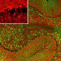 Immunofluorescence of a section of rat cerebellum labeled with anti-visinin-like 1 protein (Cat. 2145-VSNL1, 1:500, red) and anti-GFAP (Cat. 620-GFAP, green, 1:5000). The anti-VSNL1 revels protein expressed in the granule cell menbranes and in synapses in the white matter and