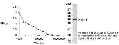 Western Blot of transfected 293T cells showing specific immunolabeling of Cyclin E1. 