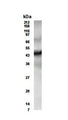 Western Blot of mouse heart lysate showing specific immunolabeling of ETR3/CUGBP2.