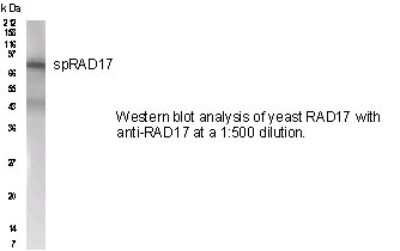 Western Blot of yeast lysate showing specific immunolabeling of Rad17. 