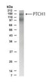 Western Blot of human fetal brain lysate showing specific immunolabeling of PTCH1.