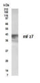Western Blot of mouse pancreas lysate showing specific immunolabeling of Frizzled-7. 
