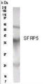 Western Blot of human pancreas lysate showing specific immunolabeling of SFRP5.