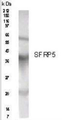 Western Blot of human pancreas lysate showing specific immunolabeling of SFRP5.
