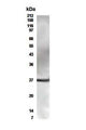 Western Blot of CD4+ cells showing specific immunolabeling of CD28.