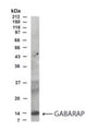 Western Blot of rat brain lysate showing specific immunolabeling of the GABARAP.