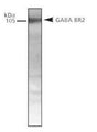 Western Blot of rat brain lysate showing specific immunolabeling of GABA-B R2.