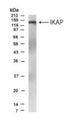 Western Blot of Interleukin-1-stimulated 293 cells showing specific immunolabeling of IKAP.