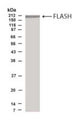 Western Blot of NIH3T3 cell lysate showing specific immunolabeling of FLASH 