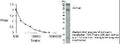 Western Blot of transfected COS-7 cell lysate showing specific immunolabeling of Acinus.