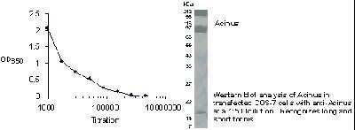 Western Blot of transfected COS-7 cell lysate showing specific immunolabeling of Acinus.