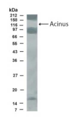 Western Blot of transfected COS-7 cells showing specific immunolabeling of Acinus. This antibody recognizes both long and short forms of Acinus protein.